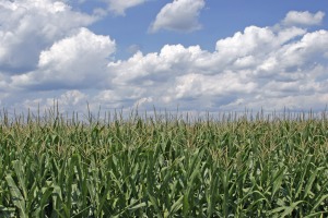 Corn_field_ohio